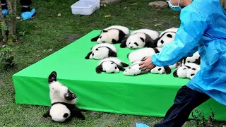Aww 💗 Funny and Cute Panda Compilation 💗 - Pets Globe Video 2020