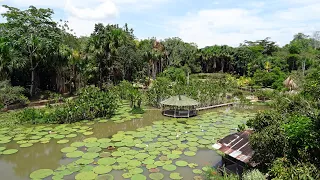 PERÚ Iquitos. Planta Victoria Regia en Fundo Pedrito