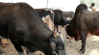 Beautiful Bull in maweshi mandi 2021 || Heavy Cow Bull in 2021 || animals cart