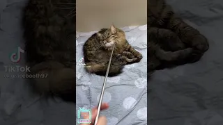 SCARED CATS FUNNY MOMENTS OF CATS STARTLED CATS, Source: https://www.tiktok.com/@gracebooth97