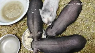 Вьетнамские свиньи, как выбрать вьетнамского поросёнка!