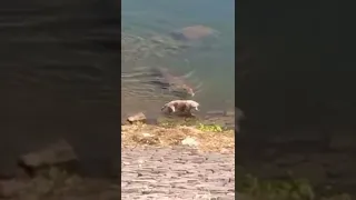 Crocodile attacks dog!!! (Sad)😕🙁☹️
