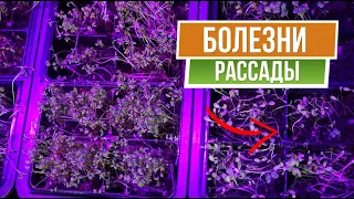 Почему ваша рассада умирает ✿