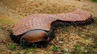 10 Dangerous Animals You Should Run Away From