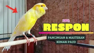 100% RESPON❗Suara Pancingan KENARI PaUd Cepat BeLajar BUNYI NgeriwiK || MASTERAN KENARI PAud #81