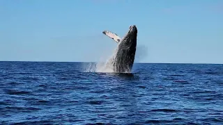 Massive Whale Soars into the Sky! One of the most extraordinary sights ever seen.