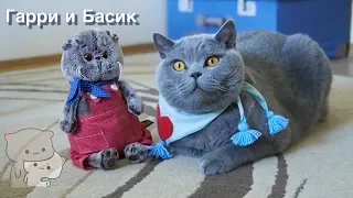 Два КОТА Басик и Гарри / Funny British cat