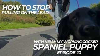 How To Stop Pulling On The Lead Nellys Training Vlog Episode 10 | The Dog Therapist