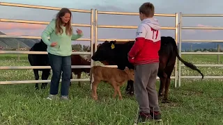 Why i choose dexter cattle for our homestead