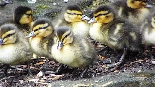 Leyland Ducklings