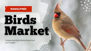 Rawalpindi Birds Market 2023 | College Road RawalPindi Birds Market 2023