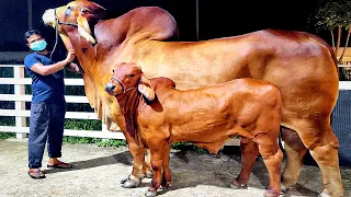 Red Brahman Bull with his calf