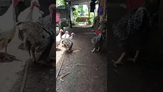 BPR rooster vs turkey