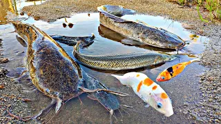 Menangkap ikan lele raksasa, ikan koi, ikan hias, ikan cupang, ikan sapu sapu, aligator, lobster