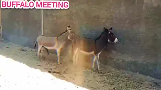 donkey s..x video ।buffalo meeting video #buffalo #animals #bull #fyp #2023 #viral #subscribe