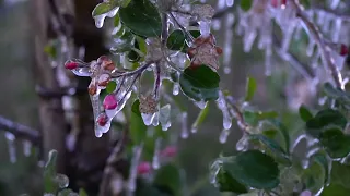 Obstbauer Manfred Winkler aus Gustenfelden nutzt Frostbewässerung um Obstblüten zu schützen