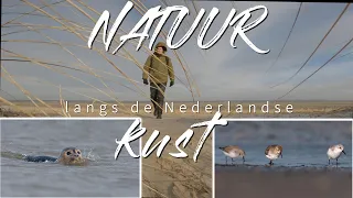 Vogel & Natuurfotografie | Natuur langs de Nederlandse Kust  | Steltlopers & Zeehonden fotograferen