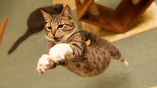 Прыгающие кошки - Jumping cats