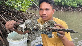 Wow!!! Collecting Oysters at Seashore after Water Low Tide | Find and Eat Oysters