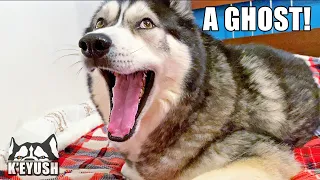 My Husky Sees A Ghost In My Bedroom?