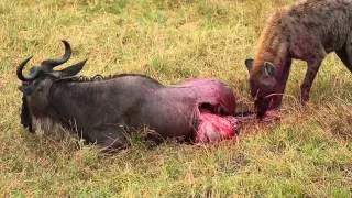 Hyena Eats Wildebeest Alive Brutal Killing Full Movie..Kenya Africa