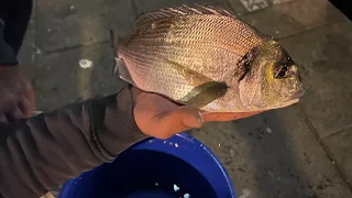 Pesca all’Orata tecniche a confronto bolognese V.S. pesca a fondo.