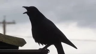 Crow Clacking Call