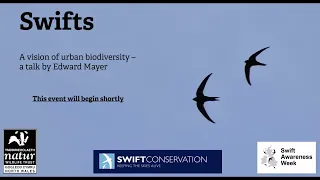 Swift Conservation: A Vision of Urban Biodiversity w/ Edward Mayer | North Wales Wildlife Trust