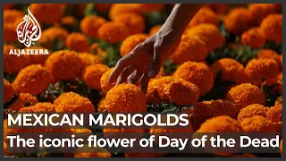 Mexico: Why are marigolds the iconic flowers of Day of the Dead?