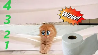 Смешной маленький котенок и пранк с туалетной бумагой. Сat vs toilet paper