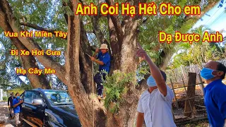 Vua Khỉ Cùng 2 Đệ Tử Thứ 18 Anh Sang Anh Cường Cưa Cây Me Cổ Thụ Như Thế Nào