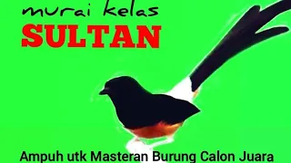 Masteran MURAI kelas SULTAN ‼️ Ampuh utk Masteran BURUNG KONTES dan CALON JUARA