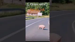 트럭에서 버려진 돼지의 최후 #shorts