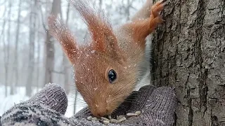 Голодная белка съела все семечки - Hungry squirrel ate all the seeds