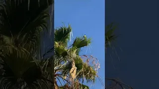 Папуги на пальмах. Тенеріфе, Канарські острови, Іспанія
