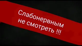 Нападение стаи волков,25.02.2021 на сторожевого пса Алекс,Пермский край, Красновишерск,Алекс погиб