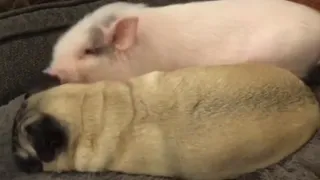 Pig and pug are the ultimate snuggle buddies