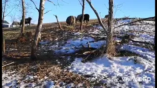 Wild boar hunting 2021