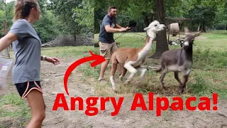 Angry Alpaca ATTACK! Rufus Came After ME!