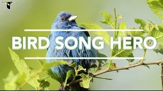 Bird Song Hero: The song learning game for everyone