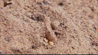 The Scorpion - Discovery Channel Full Documentary