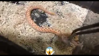 MAMUSHI one of the most venomoust snake in JAPAN