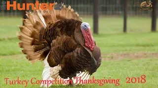 theHunter Classic #20/THANKSGIVING 2018 EVENT/Turkey comretition/Соревнование на индюка