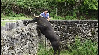 JAF - A Escolha Sanjoaninas 2021 - Ilha Terceira - Açores