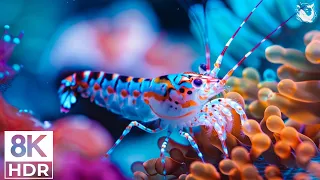 The Colors of the Ocean 8K ULTRA HD - The Best 8K Sea Animals for Relaxation & Calming Music