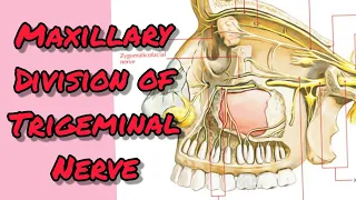 Maxillary division of Trigeminal nerve
