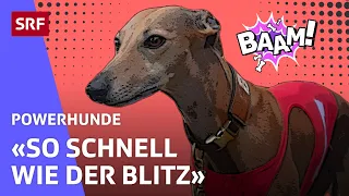 Jaya: Ab auf die Hunderennbahn | Powerhunde | SRF Kids – Kindervideos