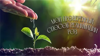 Мой проверенный способ реанимации роз🌹