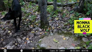 Northern Minnesota Trail Camera 2021