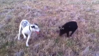 Pig and Dog Friendship Story Meeting First Time Try